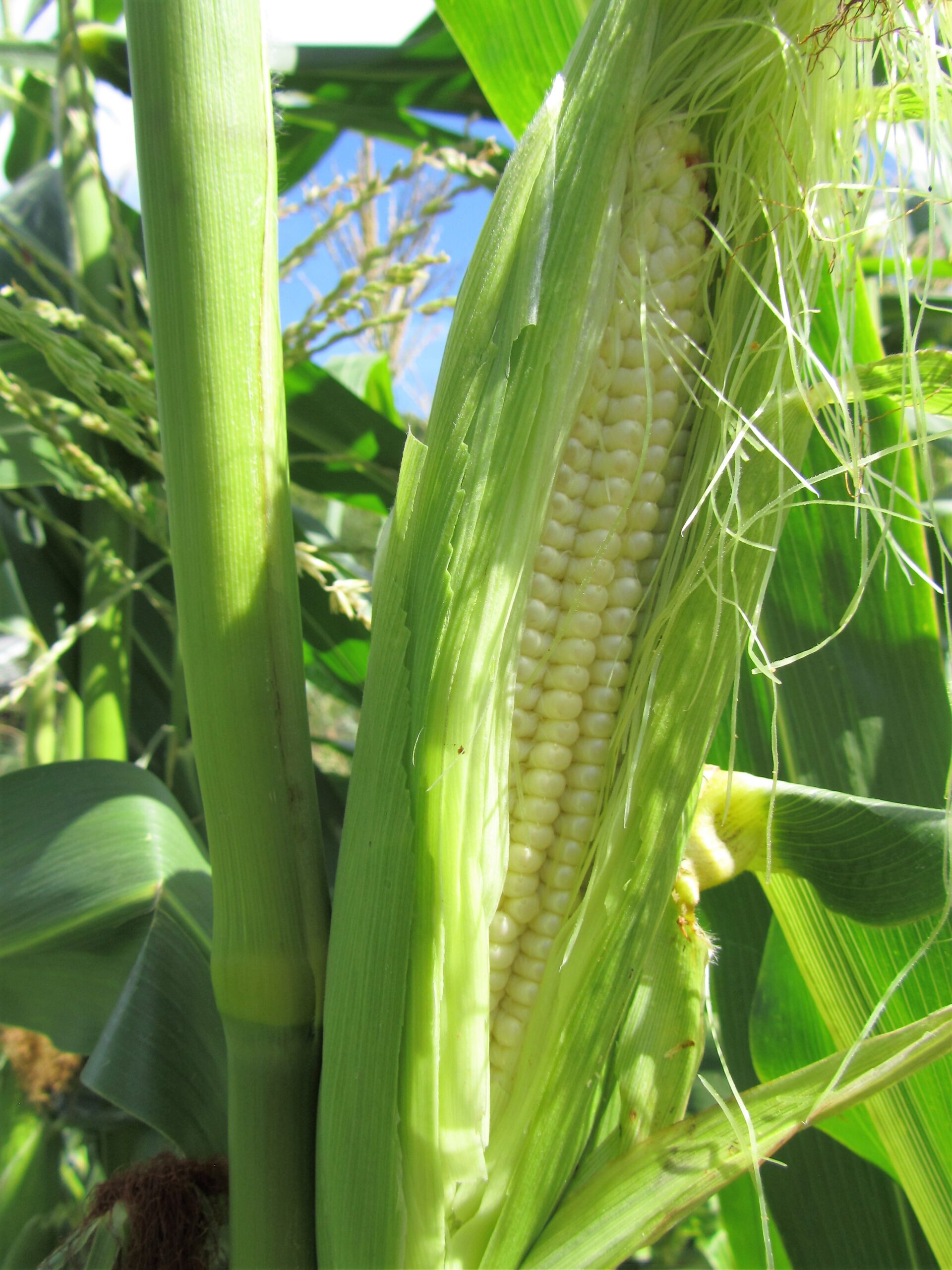 Harmony Sweet Corn Seeds