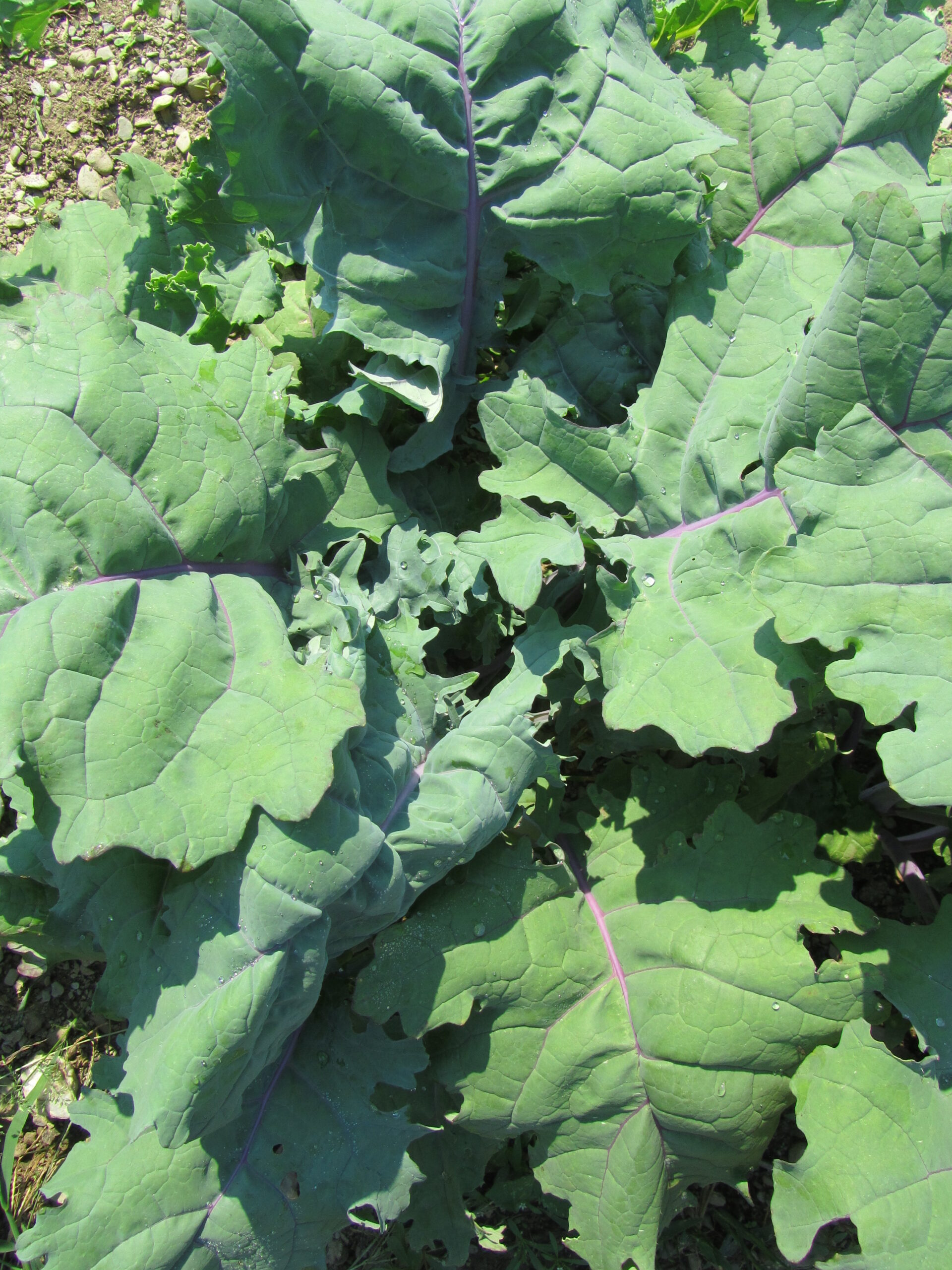 Heirloom Delaway Kale Seeds