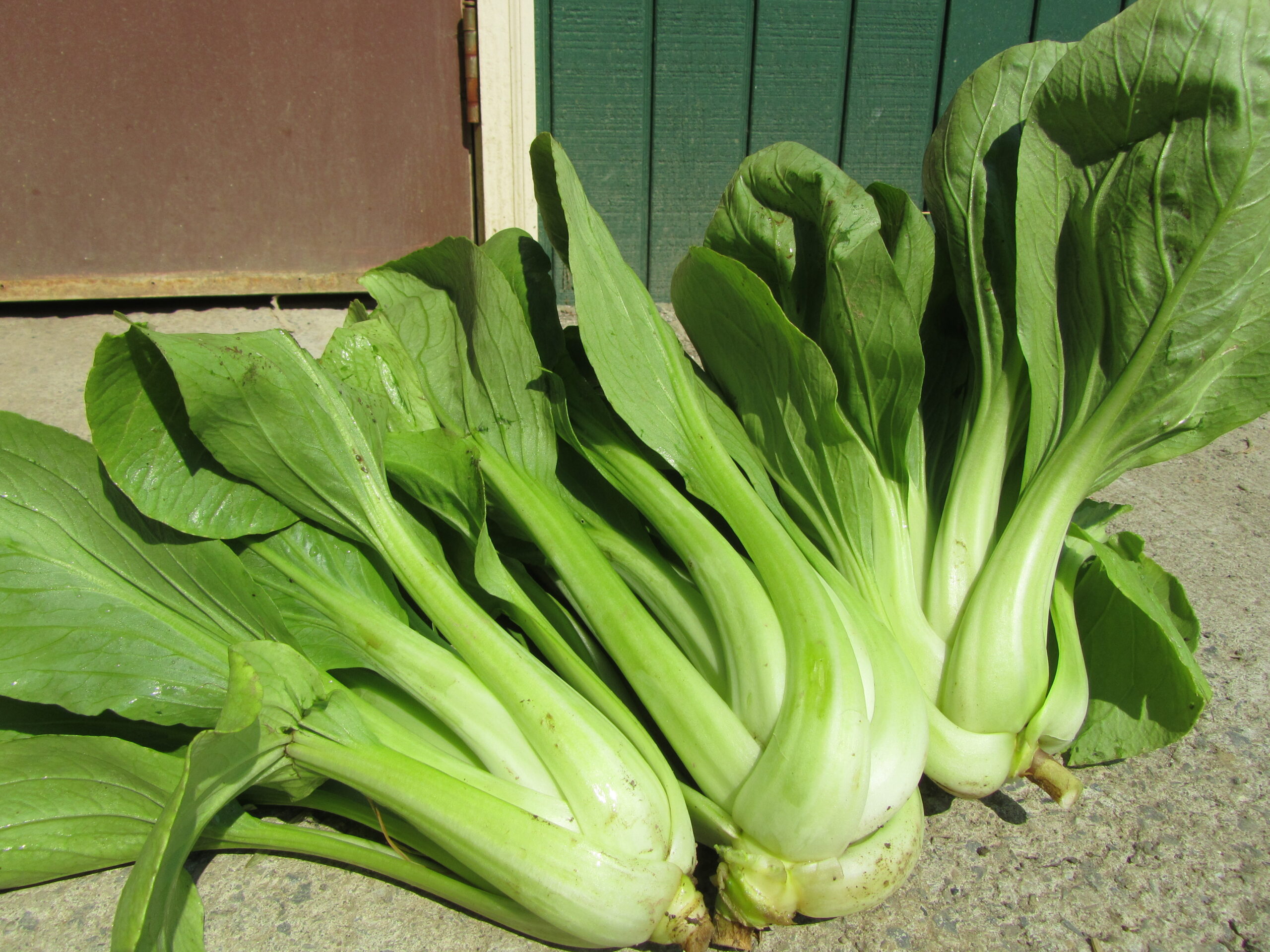 Dwarf Ching Chiang Seeds