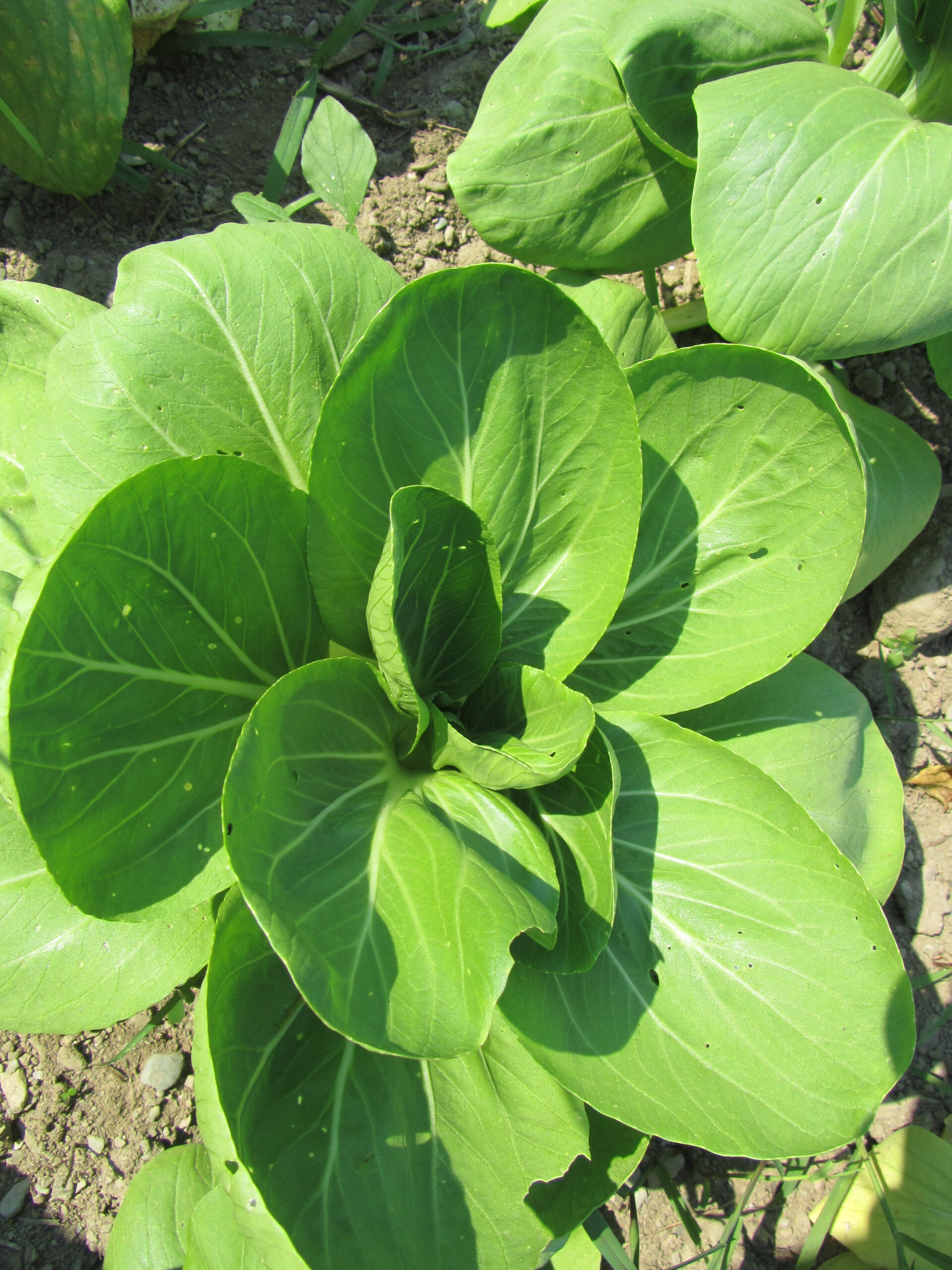 Pac Choi, Dwarf Ching Chiang