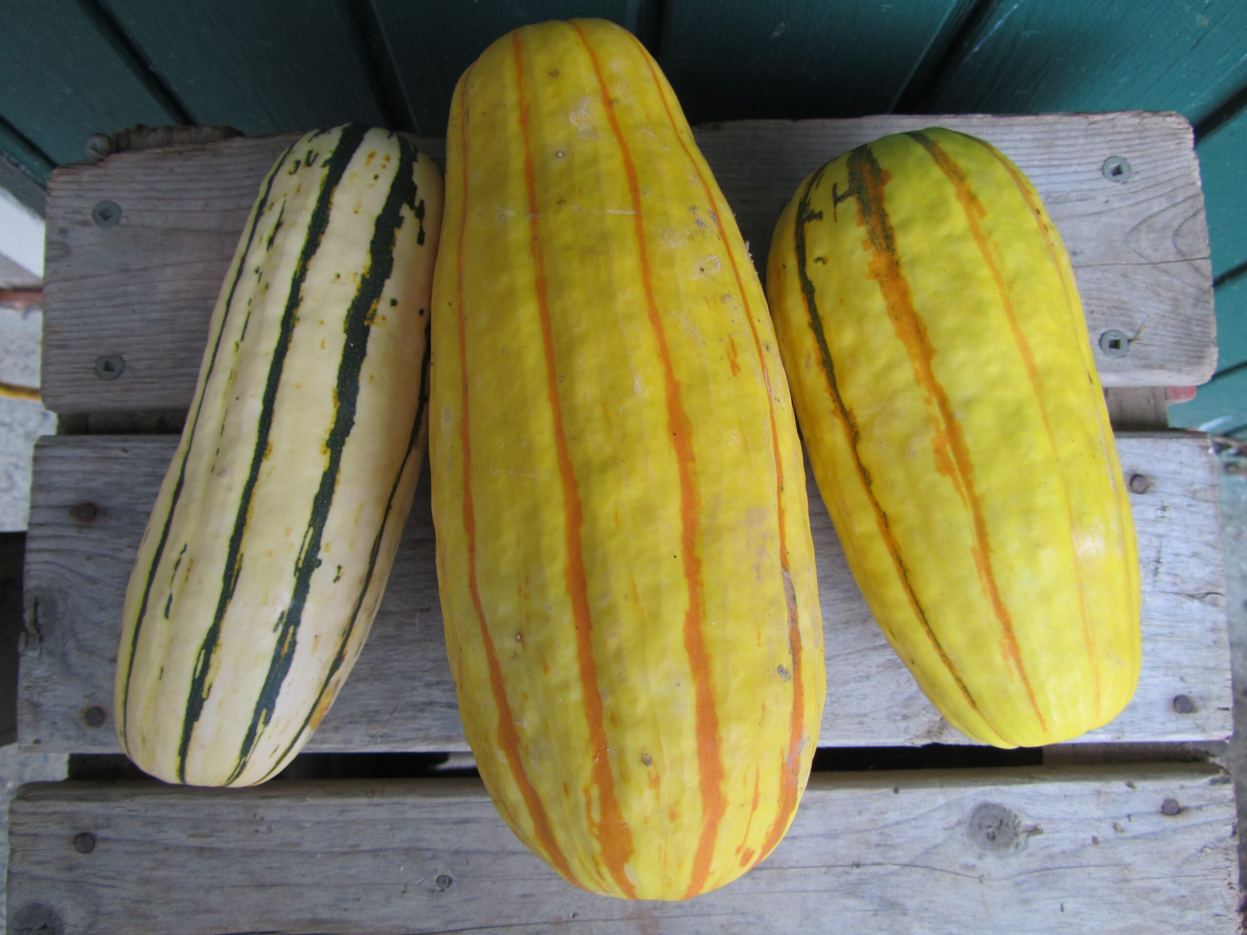 Delicata Squash Seeds