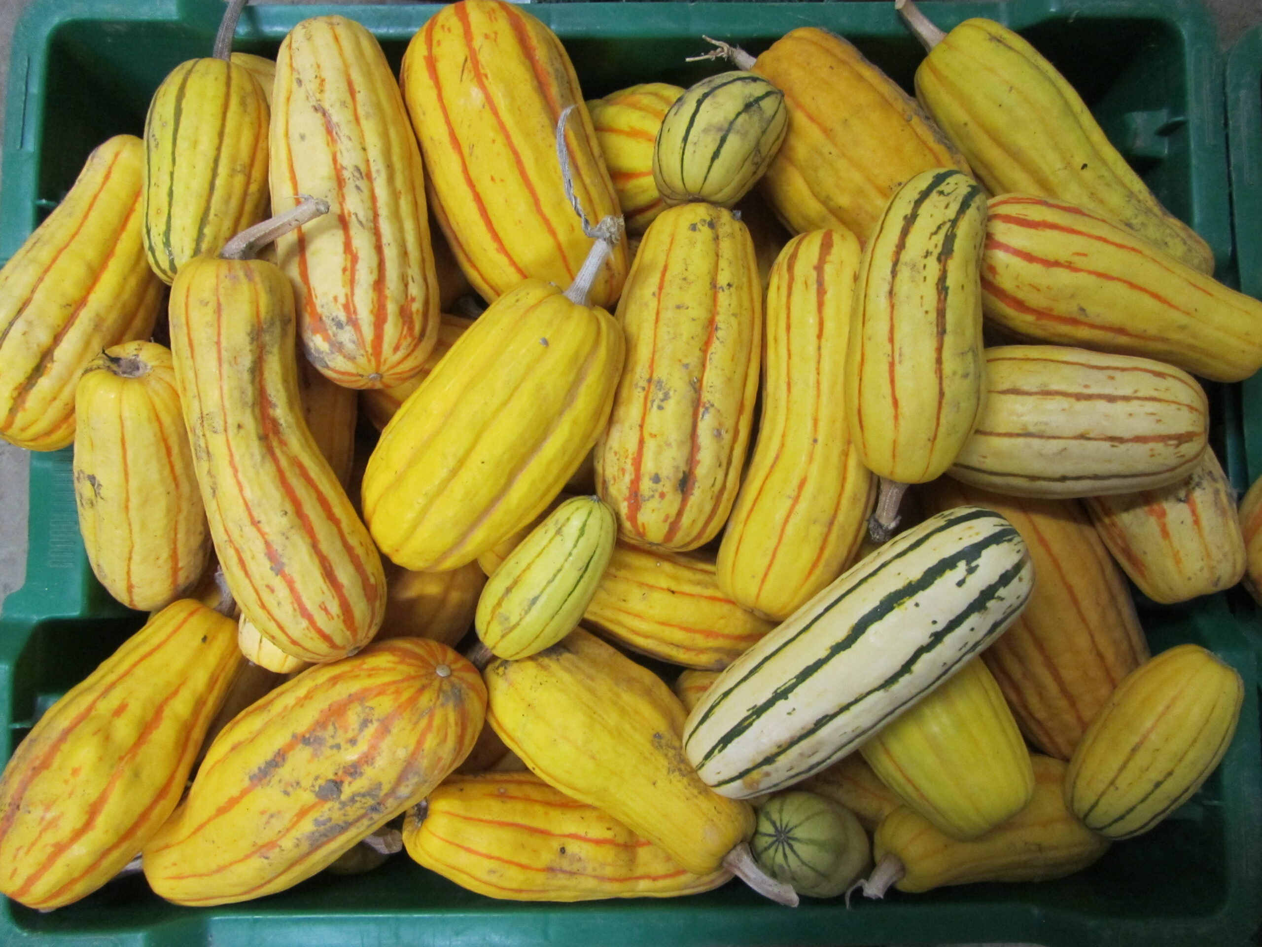 Delicata Squash Seeds 920 - Image 2