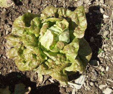 Speckled Amish Butterhead Lettuce