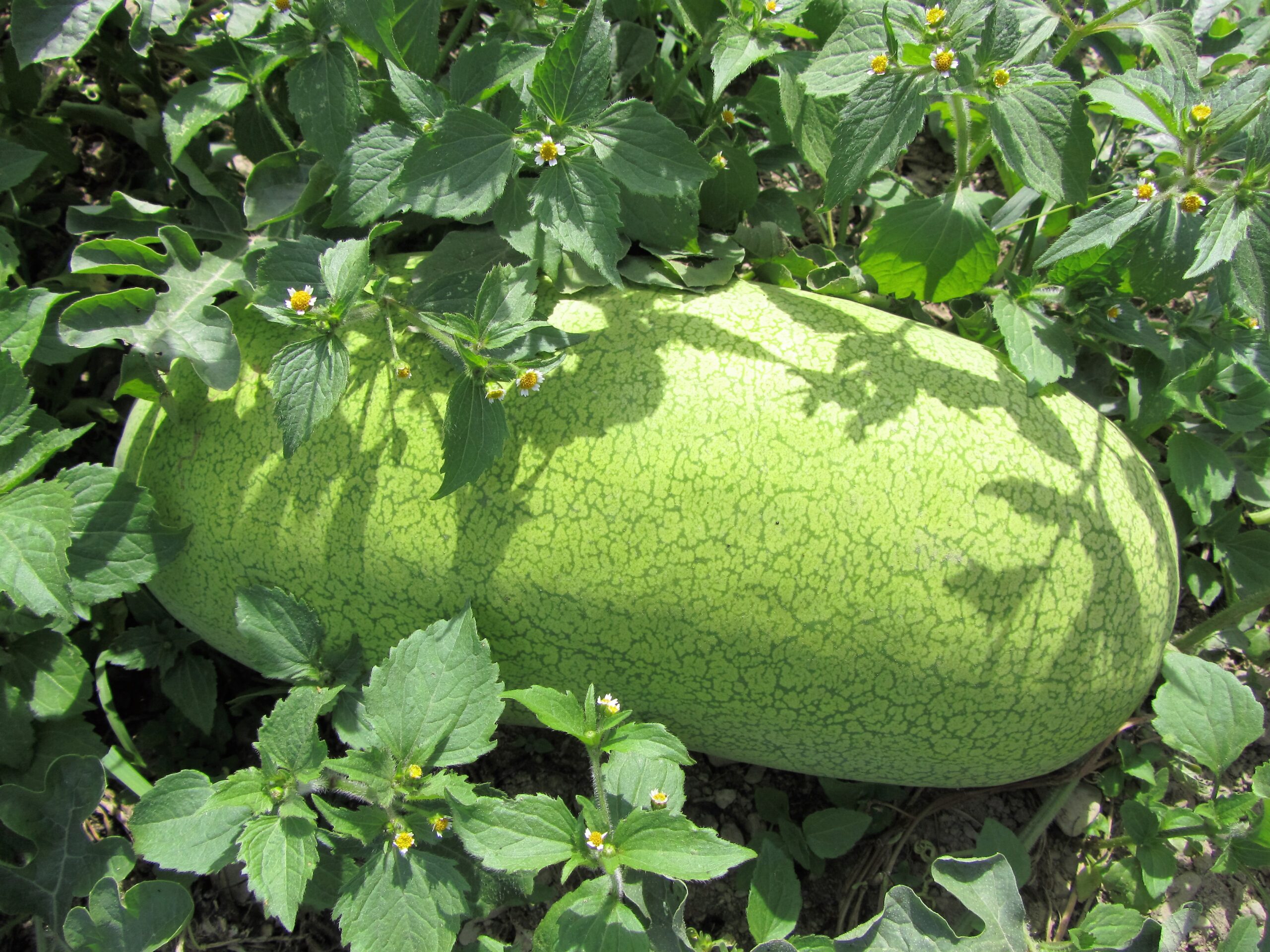 ali baba watermelon