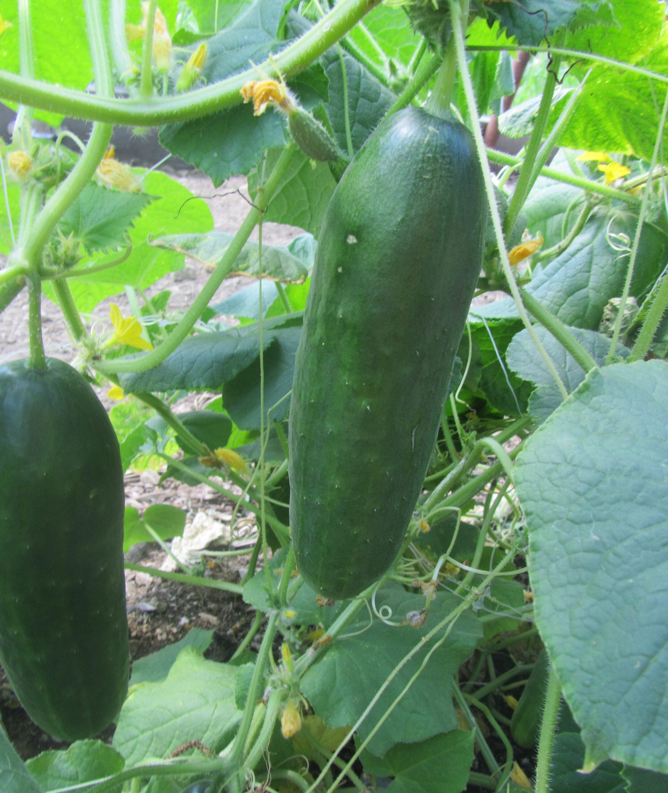 Persian Cucumber Seeds