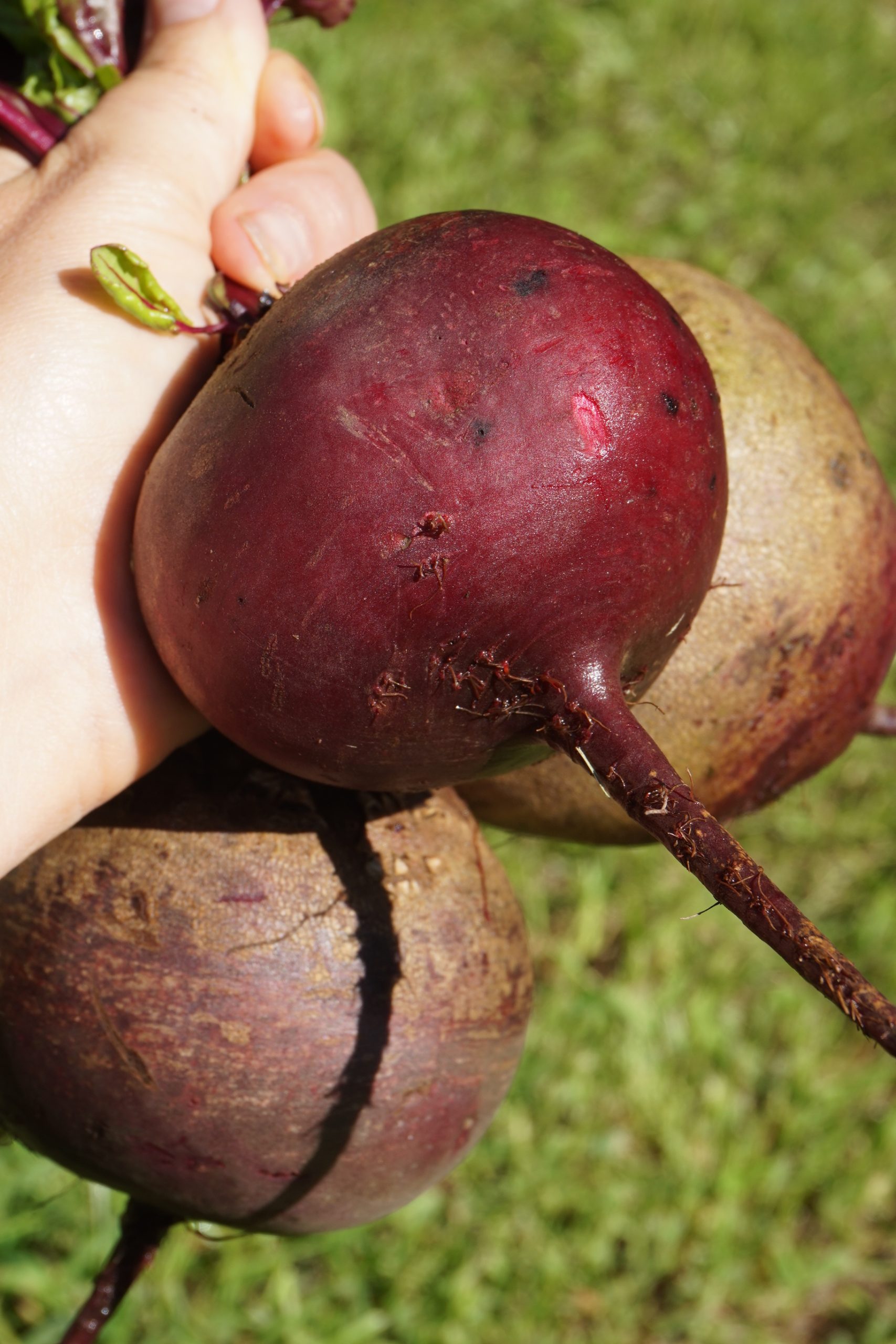 robuschka beet