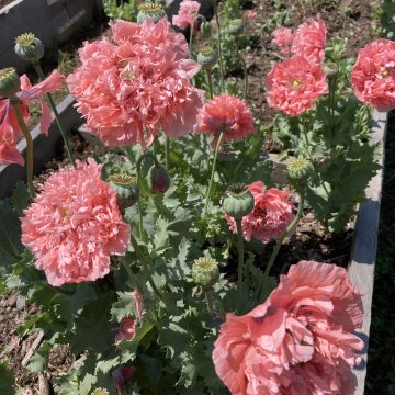 Salmon Frills Poppy 479