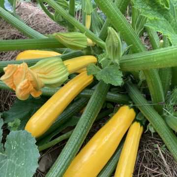 Raphael's Gold Zucchini Seeds 908