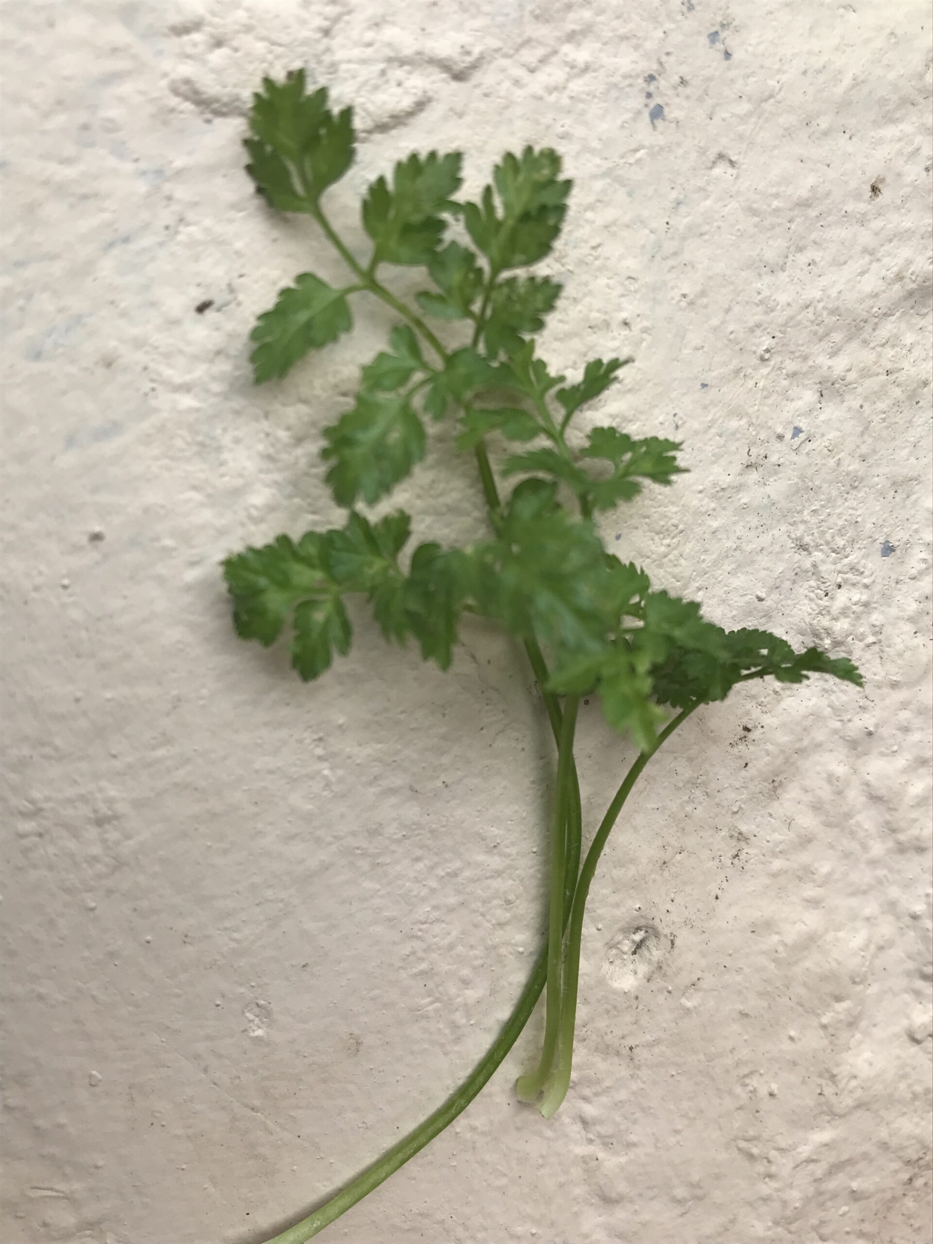 chervil leaves