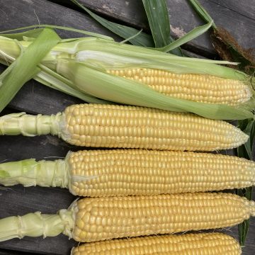NEW! Mezdi Super Sweet Corn 842