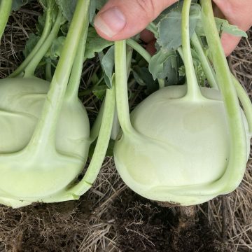 New! Rasko Kohlrabi 181