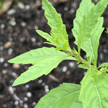 epazote leaves