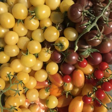 Tomatoes